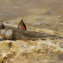 Слика од Periophthalmus chrysospilos Bleeker 1853