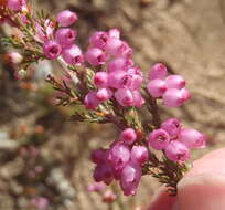 Image of Erica gracilis Wendl.