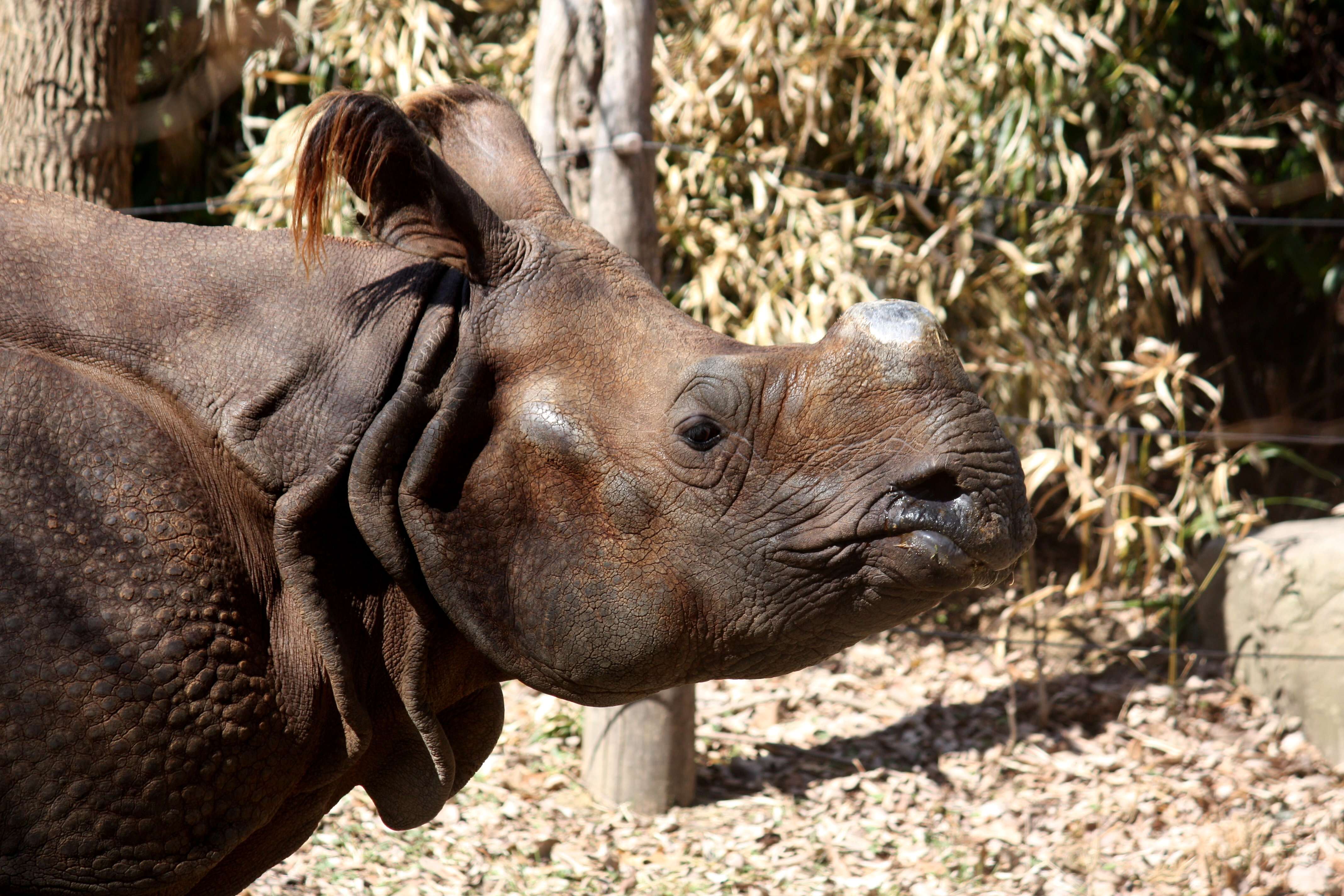 Image of Indian Rhinoceros