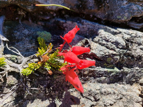 Image of Erica cameronii L. Bolus