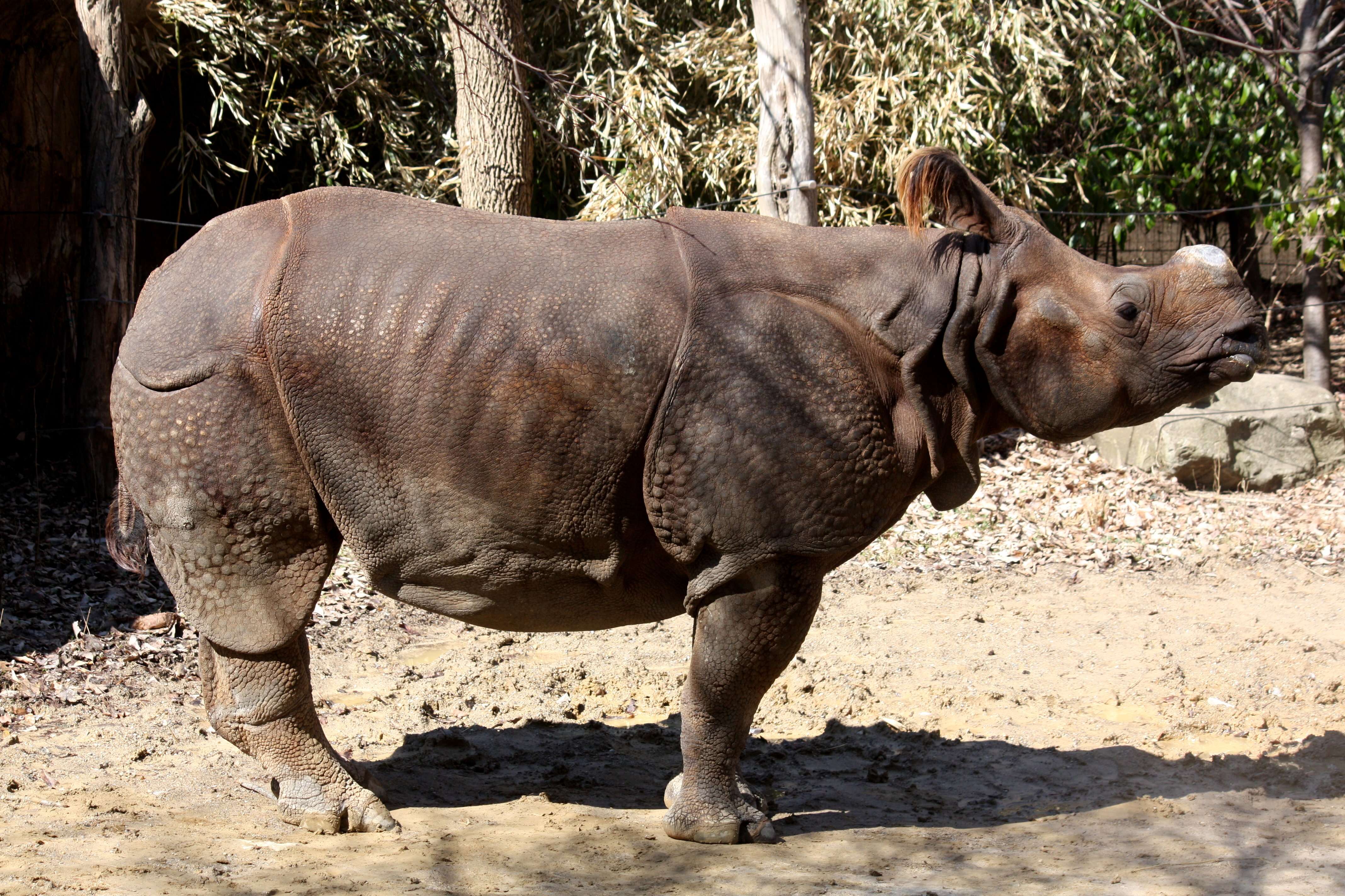 Image of Indian Rhinoceros