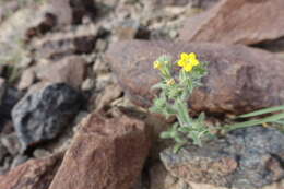 Слика од Arnebia hispidissima (Lehm.) DC.