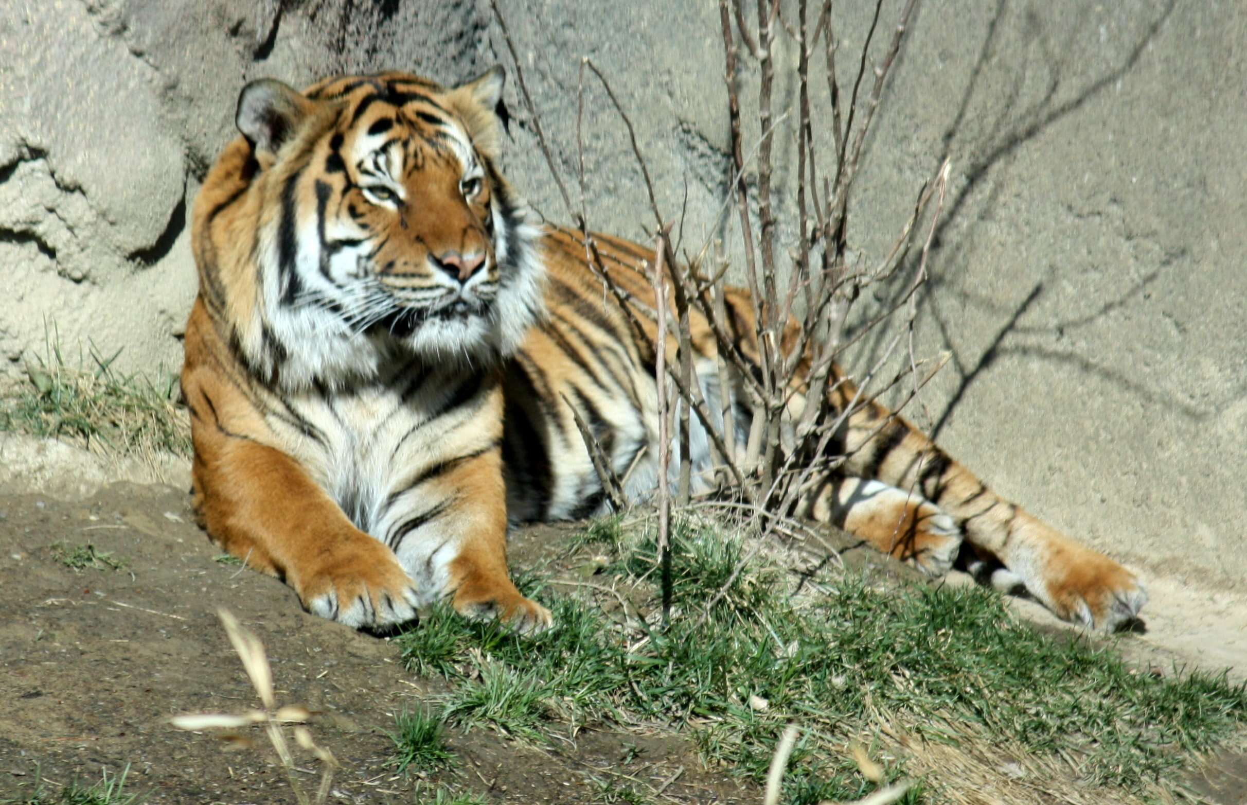 Image of Panthera tigris jacksoni