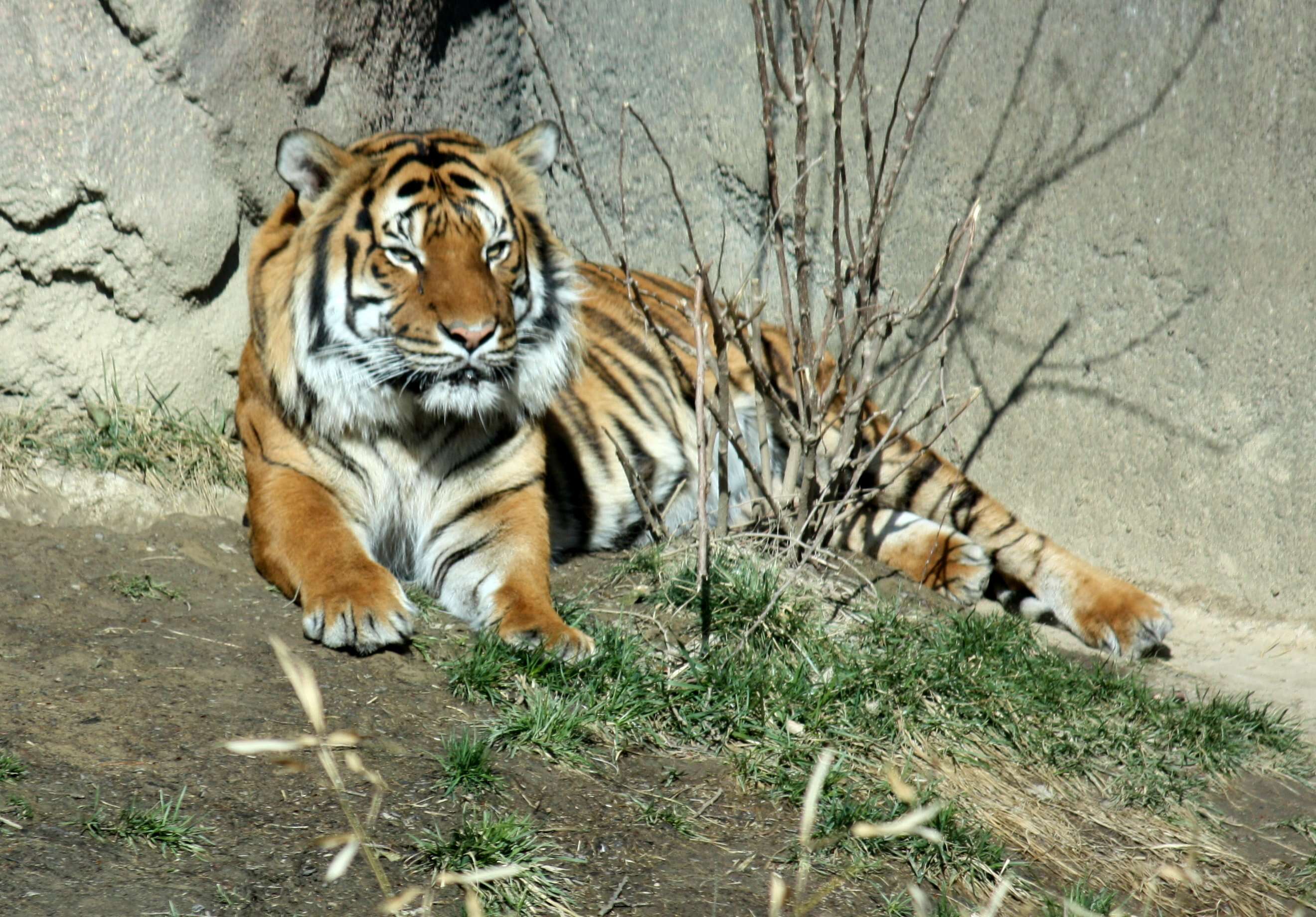 Image of Panthera tigris jacksoni