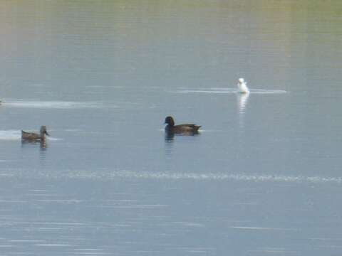 Image of Southern Pochard