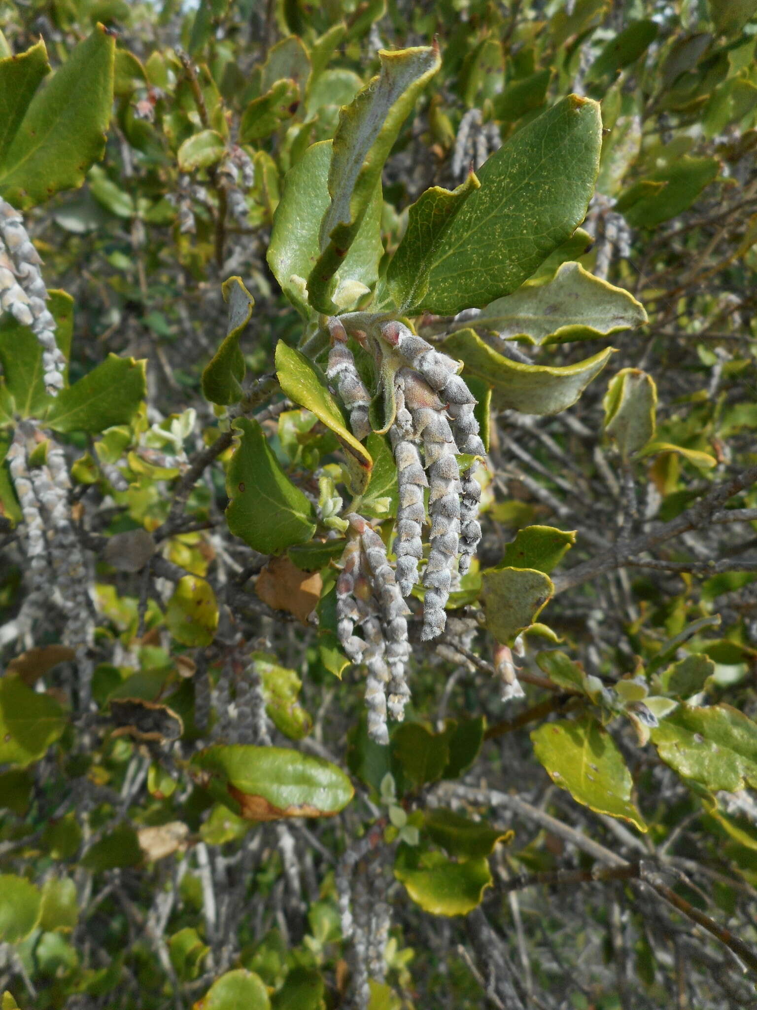 Image of Coast Silk Tassel