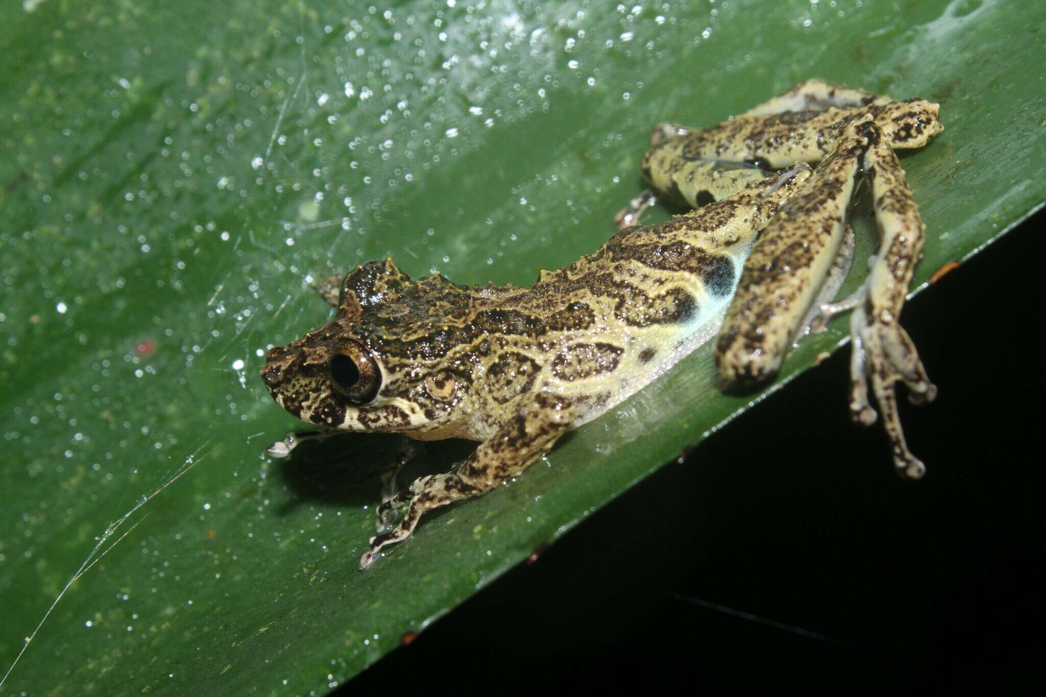 Image of Rio Verde Snouted Treefrog