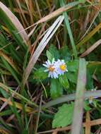 Imagem de Aster ovatus var. microcephalus (Miq.) Mot. Ito & A. Soejima