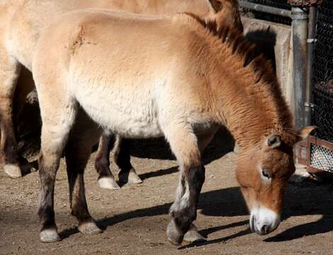 Image of Asian Wild Horse