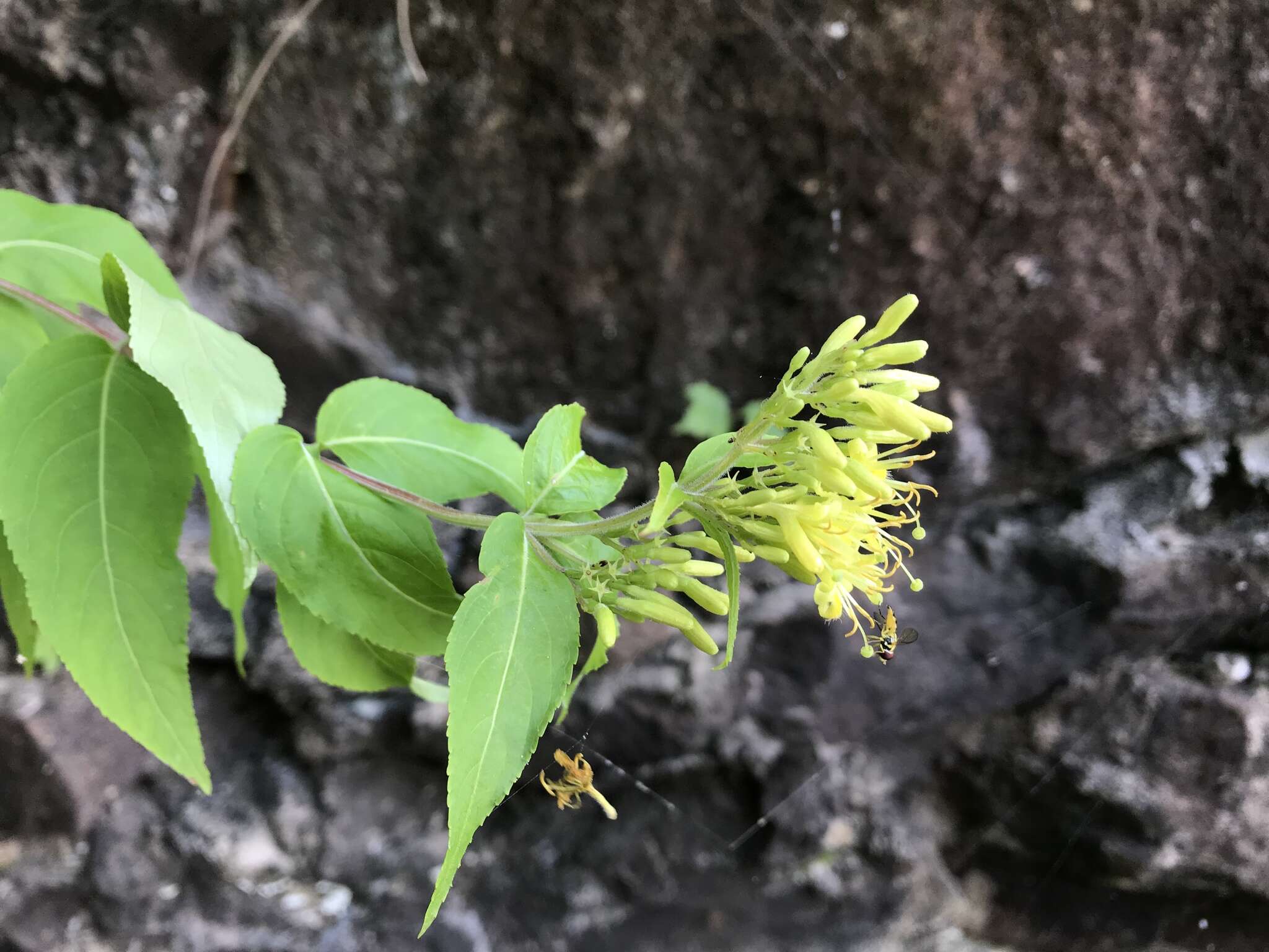 Image of mountain bush honeysuckle