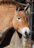 Image of Asian Wild Horse