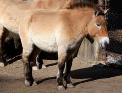 Image of Asian Wild Horse