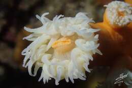 Image of orange tree coral