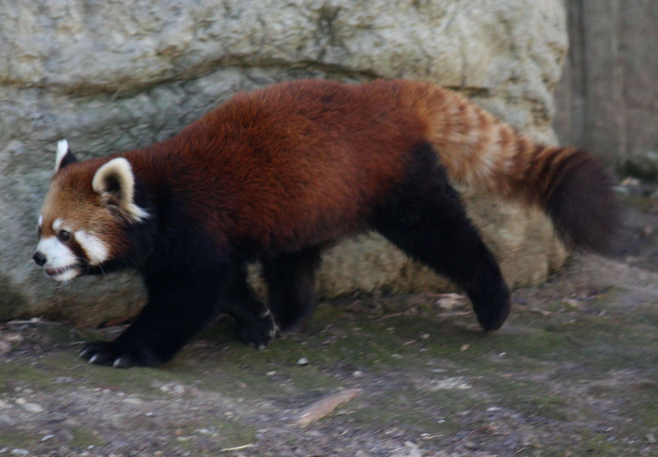 Image of red pandas