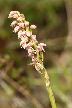 Image of Dense-flowered orchid