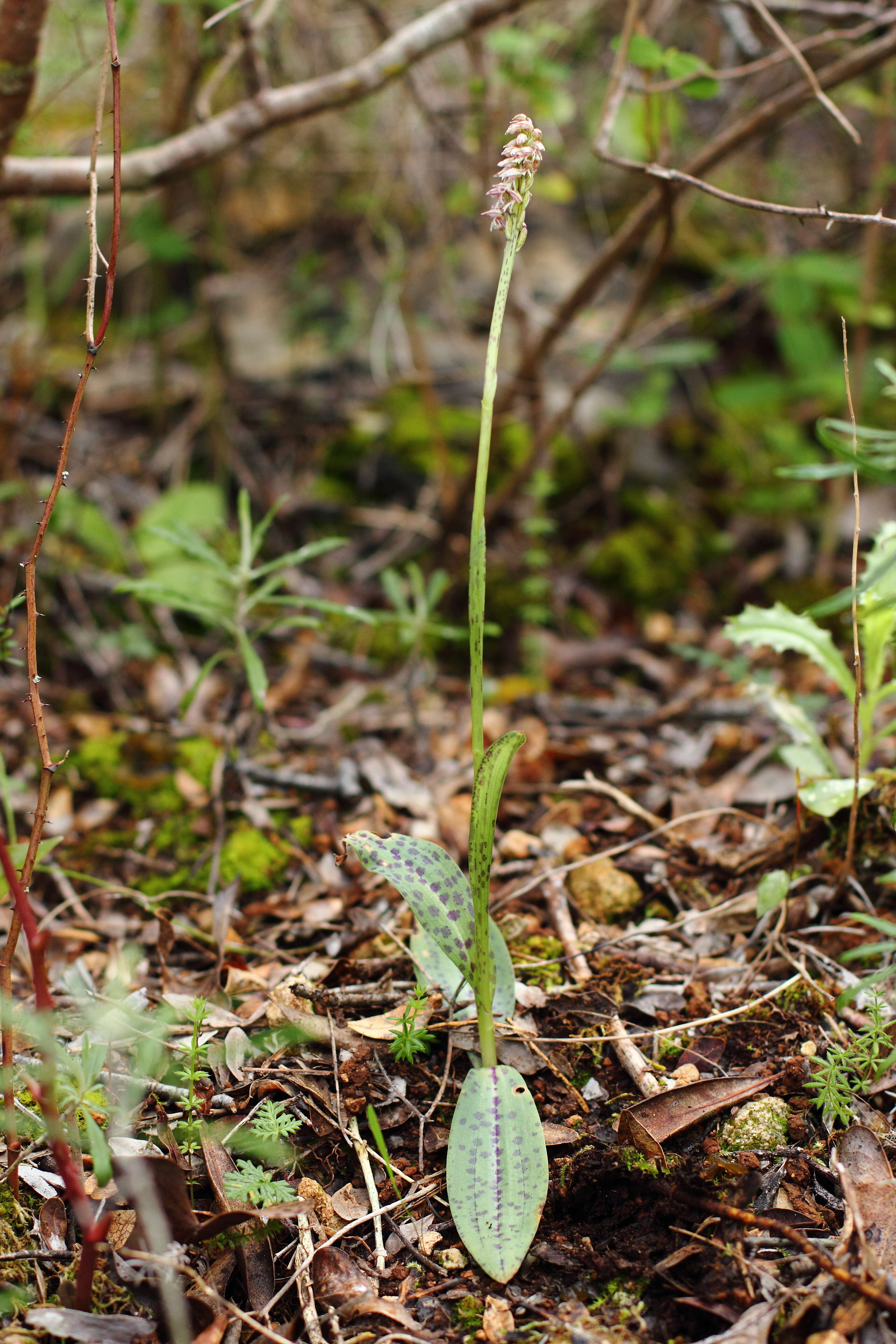 Image of Dense-flowered orchid