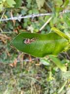 Imagem de Phytoscaphus triangularis (Olivier 1807)