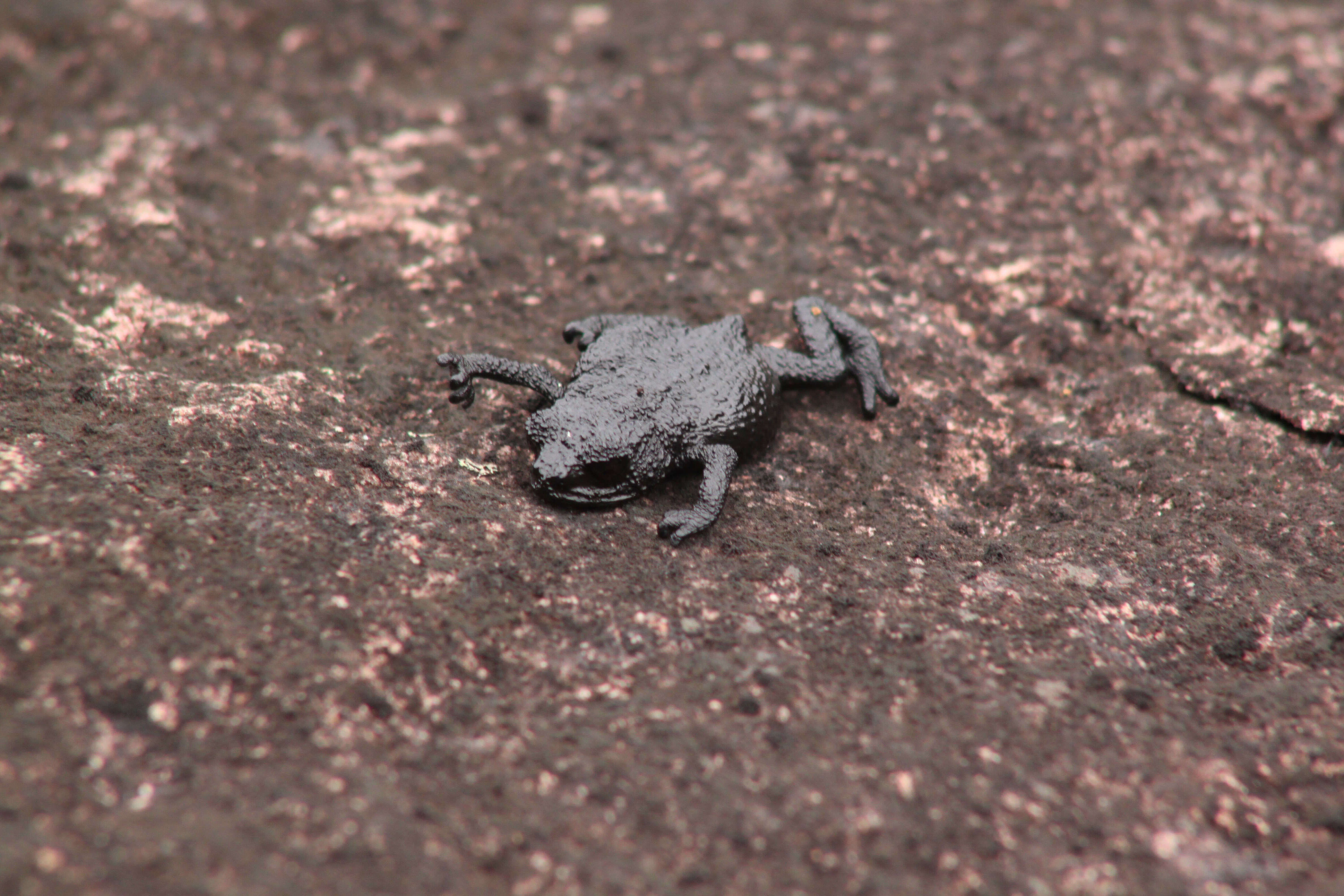 Image of ""Roraima rocket frog" proposed"