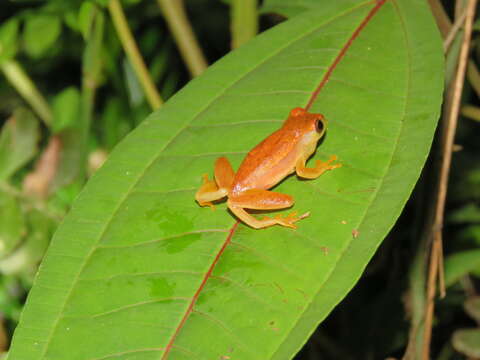 Image of Dendropsophus mathiassoni (Cochran & Goin 1970)