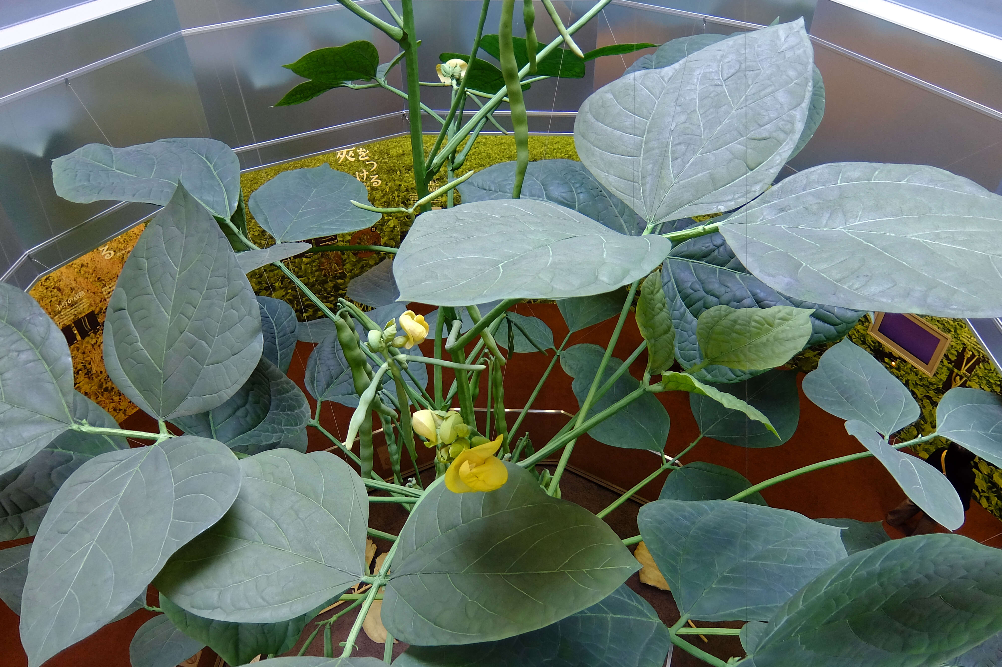 Image of adzuki bean