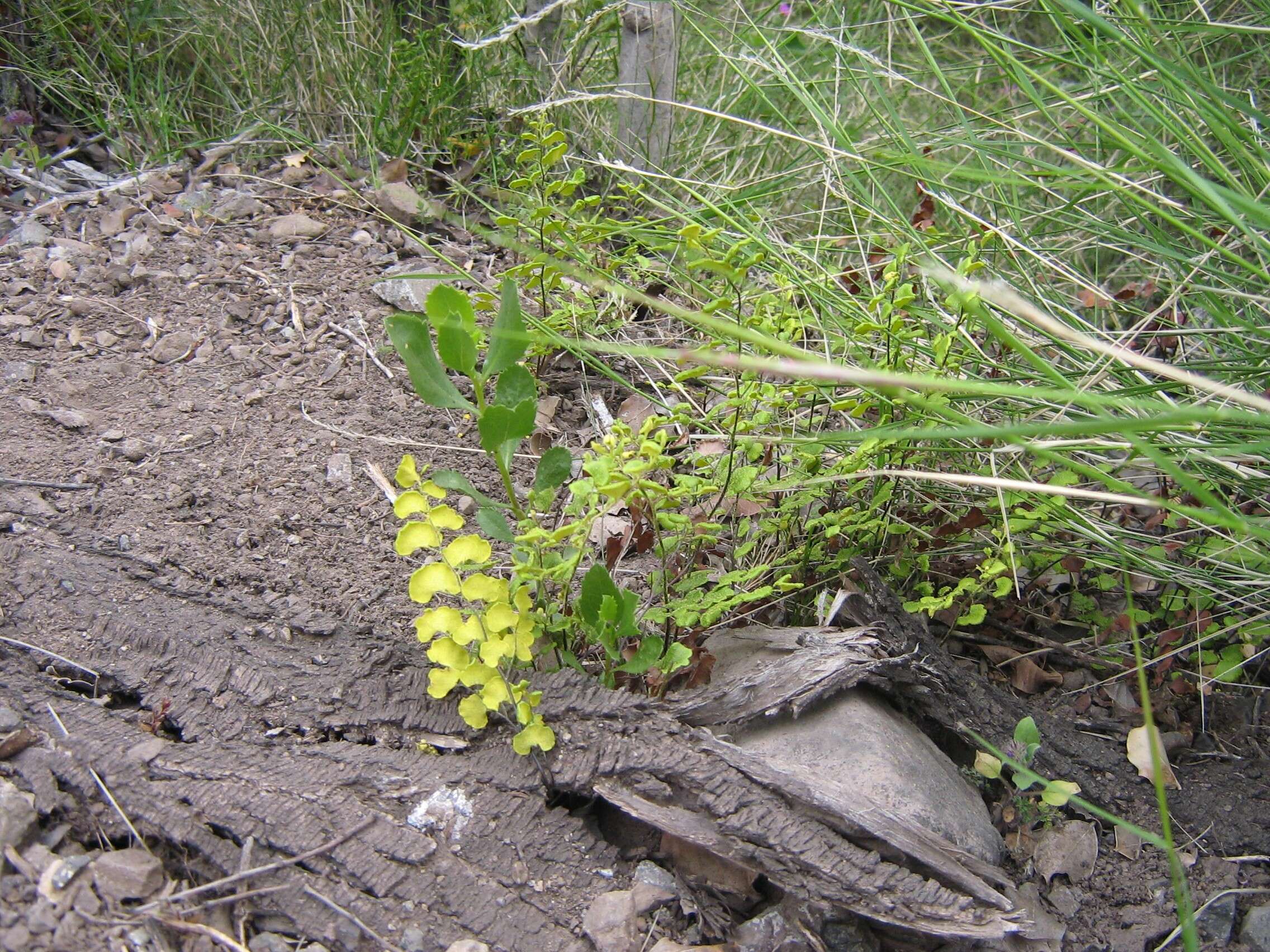 Image of maidenhair fern