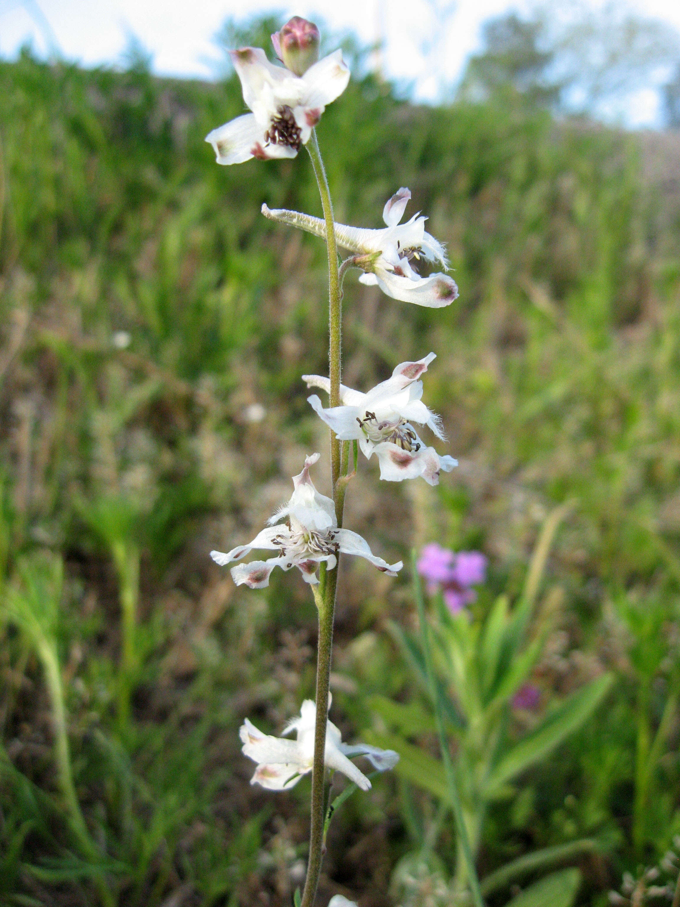 Image de Delphinium carolinianum Walt.