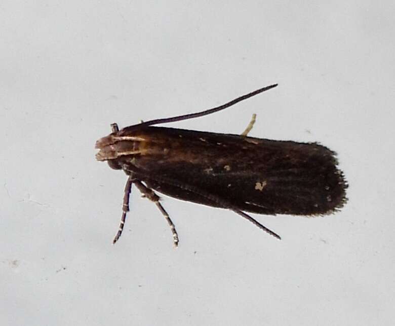 Image of Eyeringed Chionodes Moth