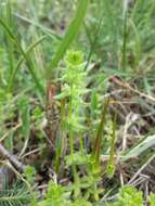 Image of piedmont bedstraw