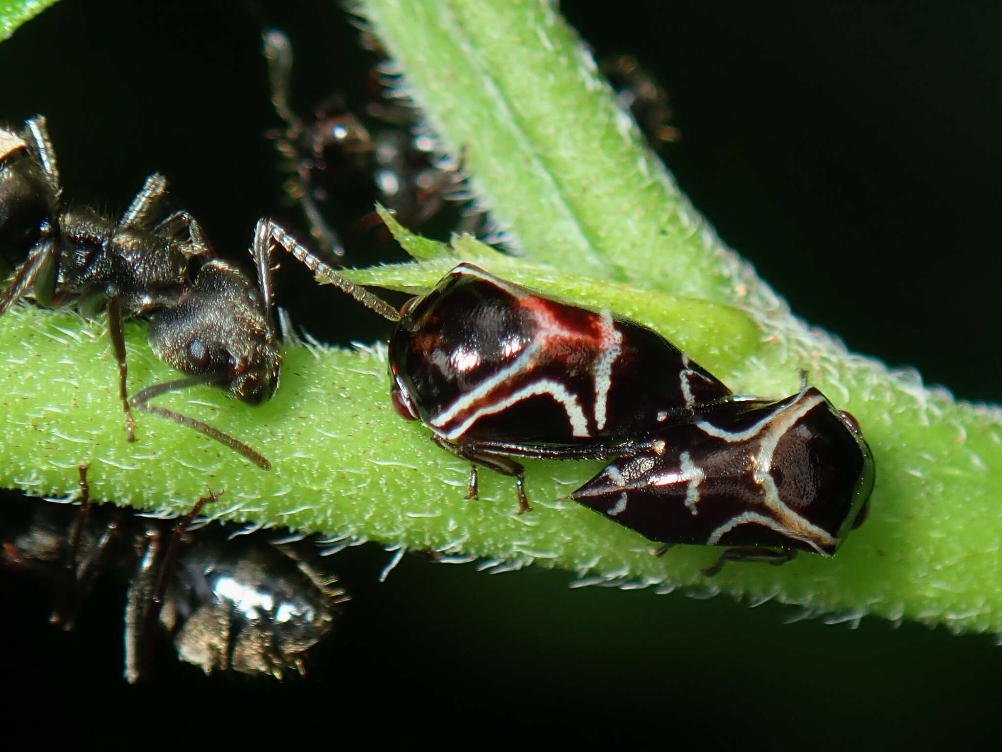 Image of Horiola picta Coquebert