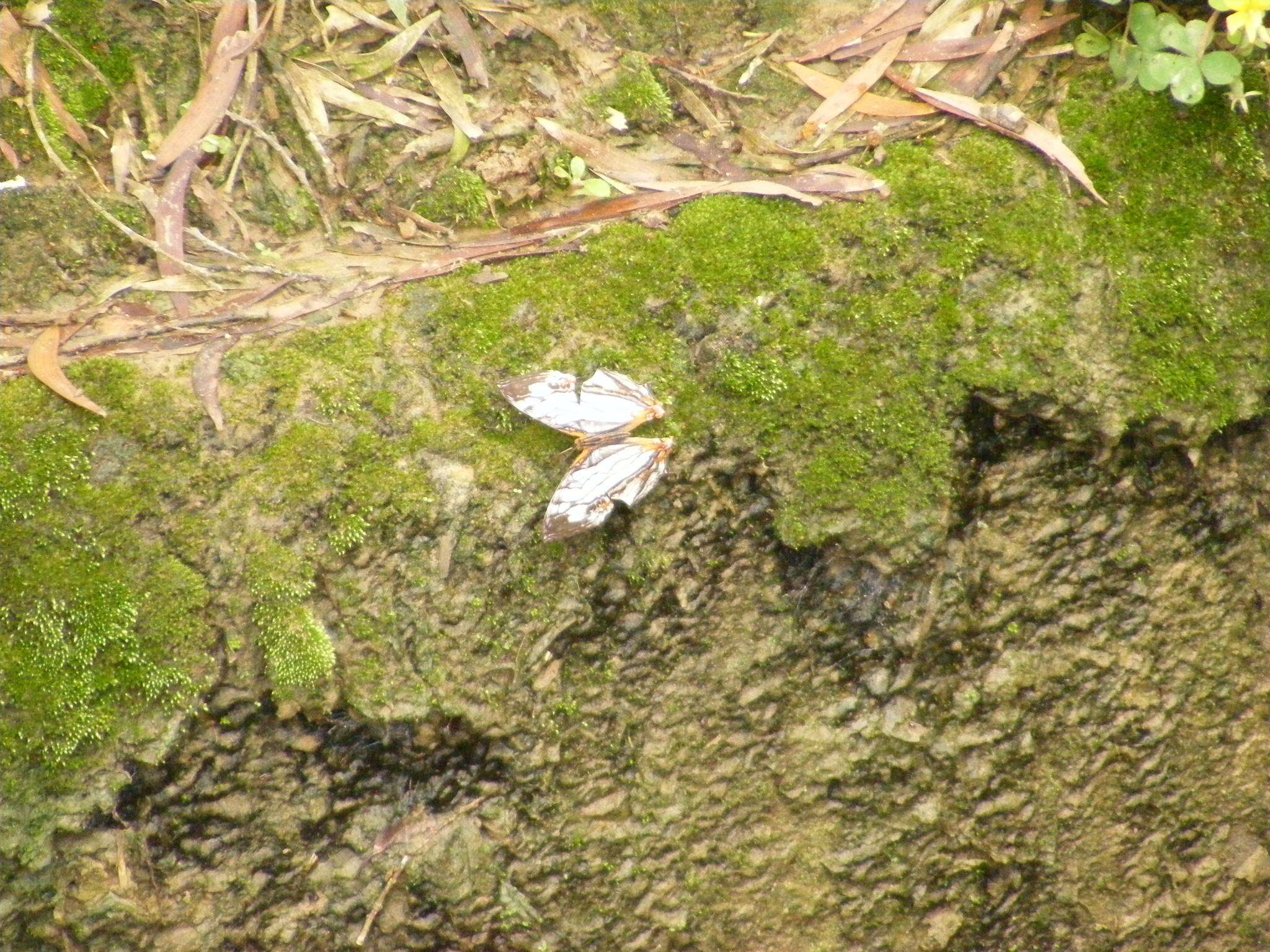 Image de Cyrestis thyodamas formosana Fruhstorfer 1898