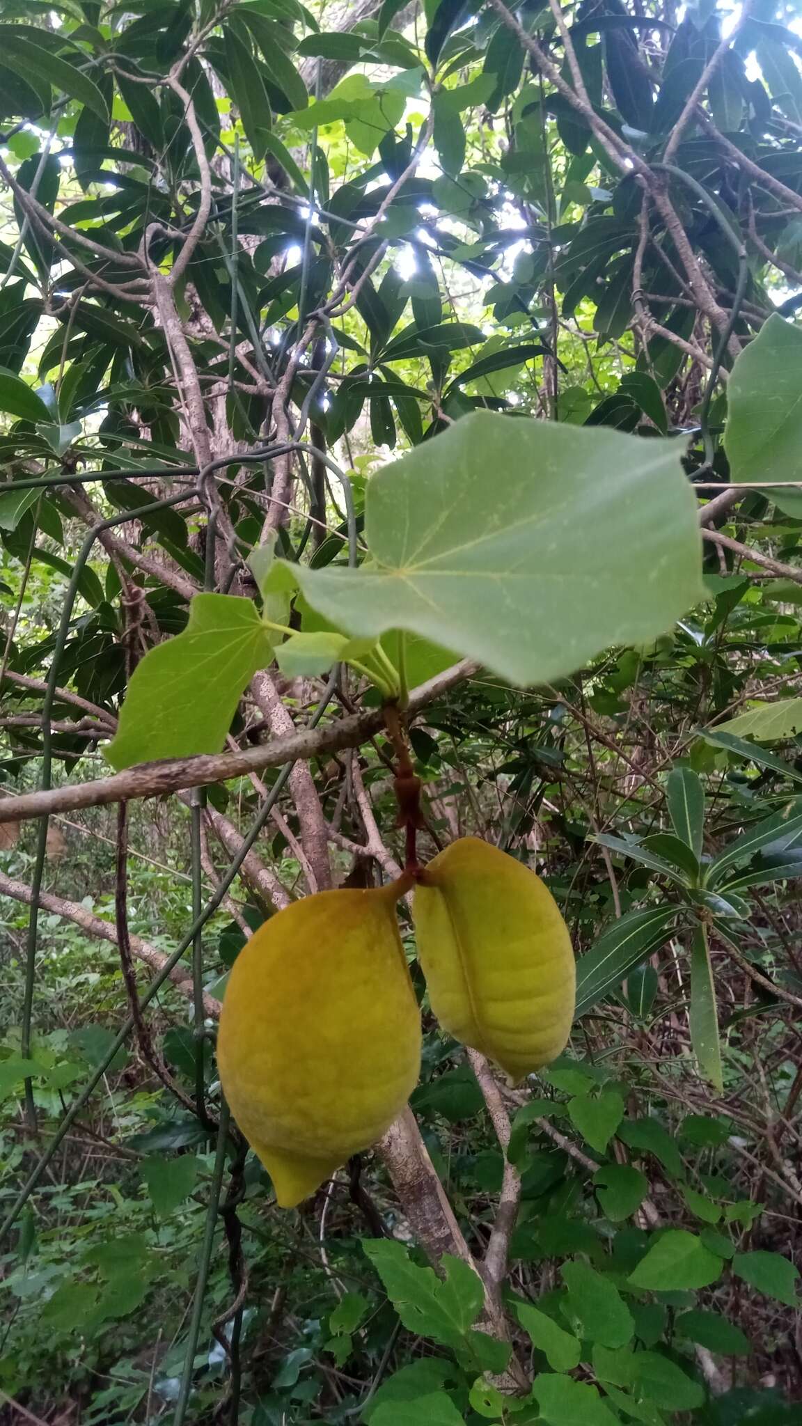 Imagem de Hildegardia ankaranensis (Arenes) Kosterm.