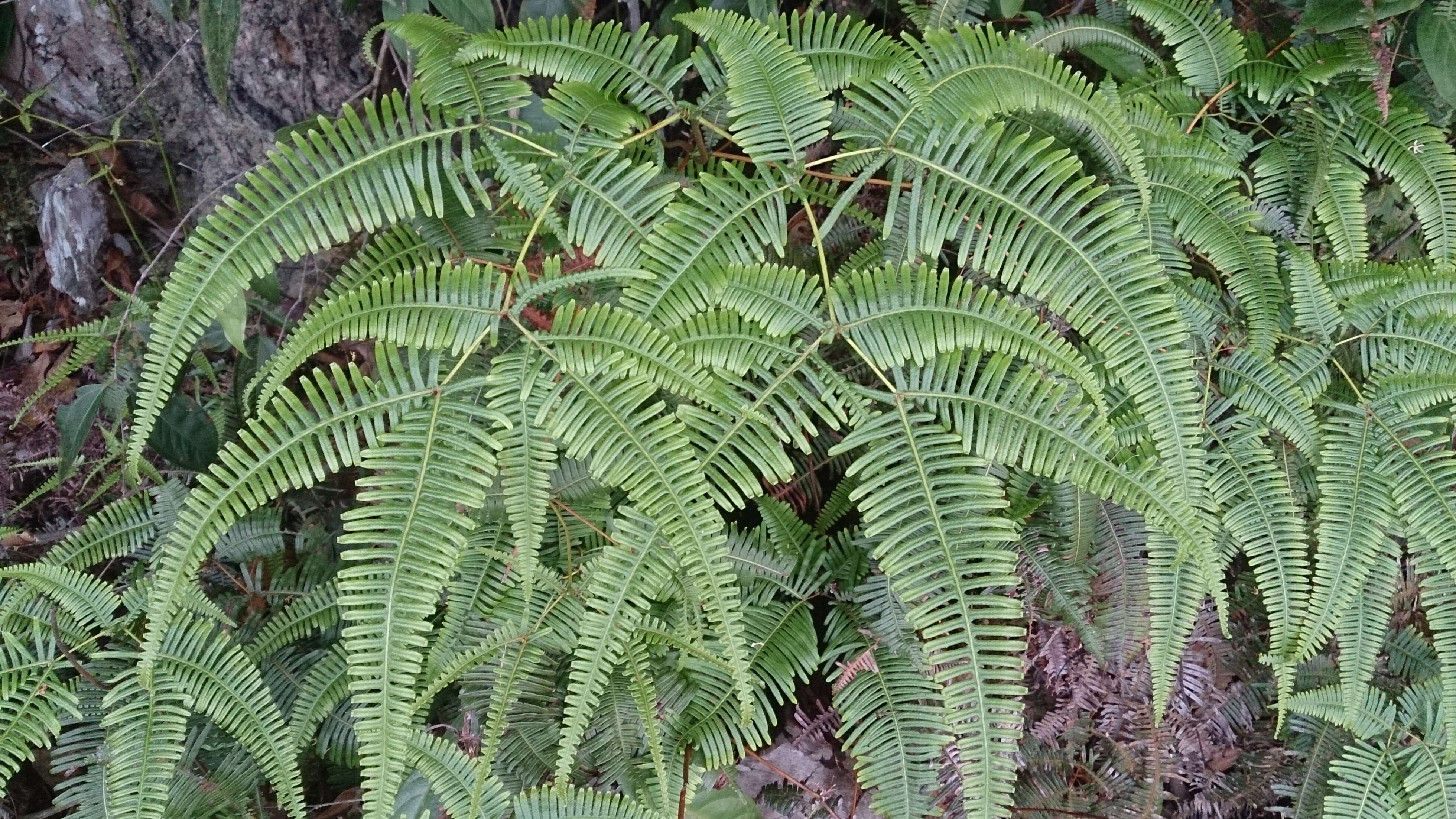 Image de Dicranopteris linearis (Burm. fil.) Underw.