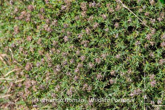 Image de Thymus zygis subsp. sylvestris (Hoffmanns. & Link) Cout.