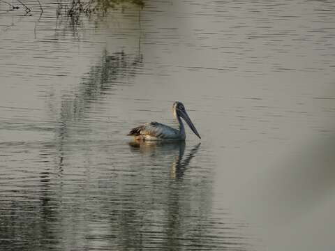 Image of Grey Pelican