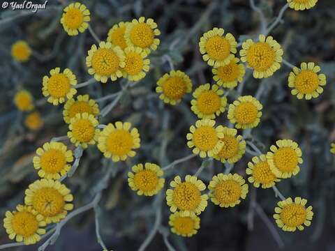 Plancia ëd Tanacetum densum (Labill.) Sch. Bip.