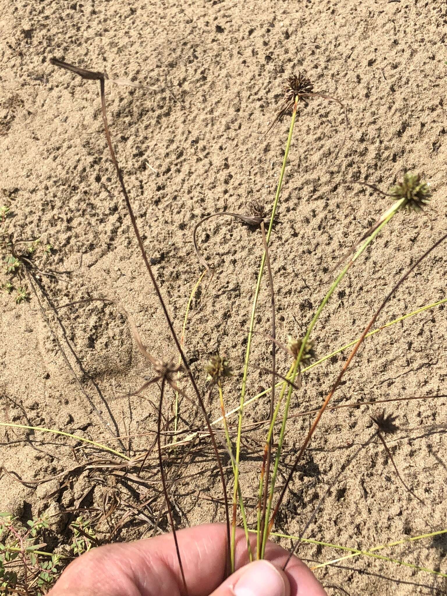 Image of Great Plains flatsedge