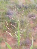 Image of Mexican panicgrass