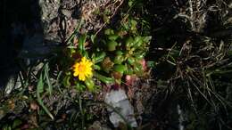 Image of coastal ragwort