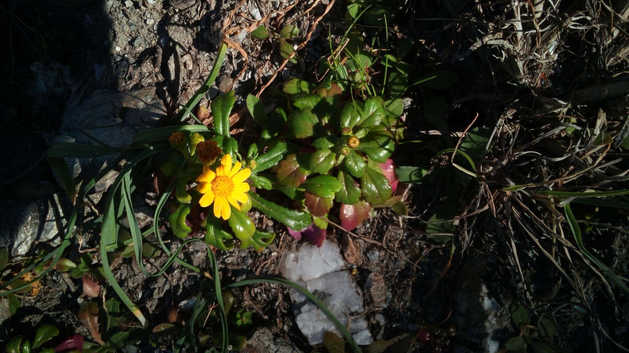 Image of coastal ragwort