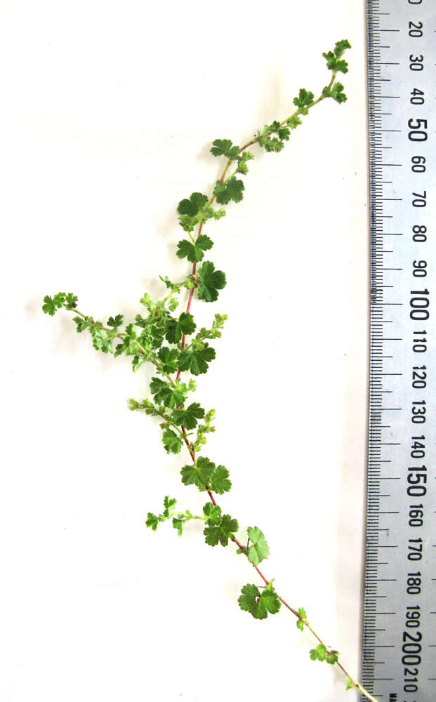 صورة Alchemilla capensis Thunb.