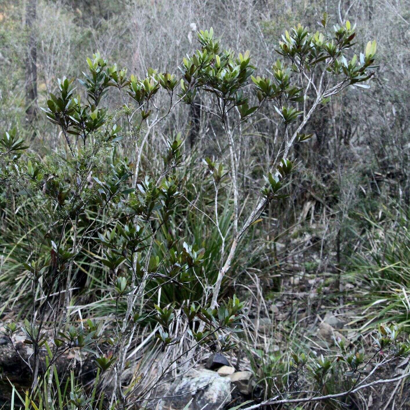 Image of water-gum