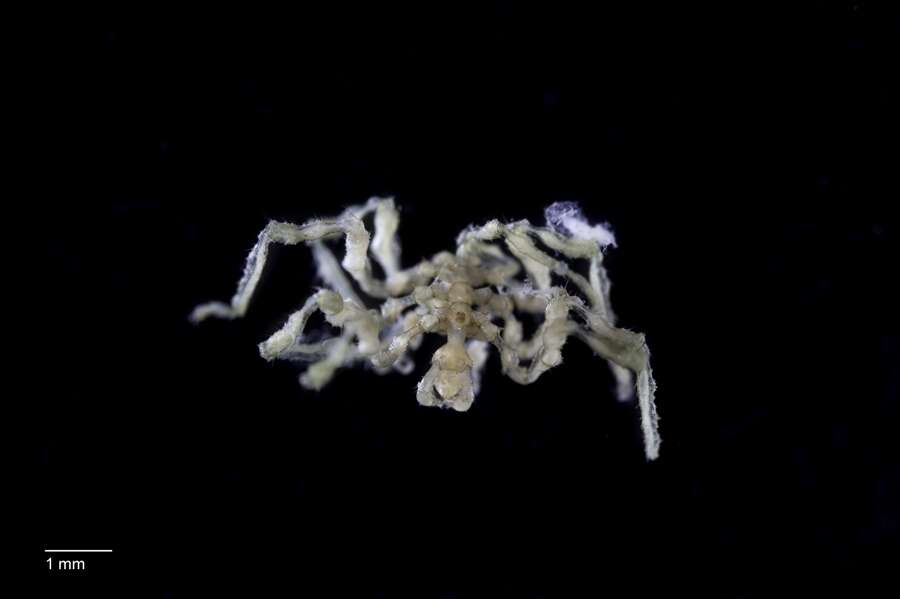 Image of Callipallenidae