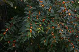 Image of Jerusalem Cherry