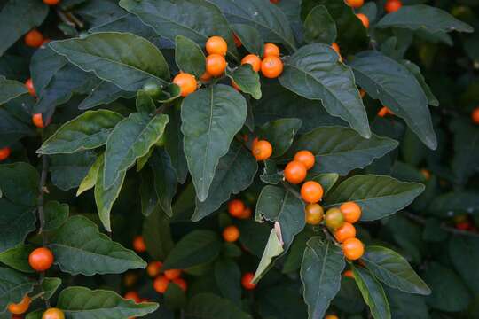 Image of Jerusalem Cherry