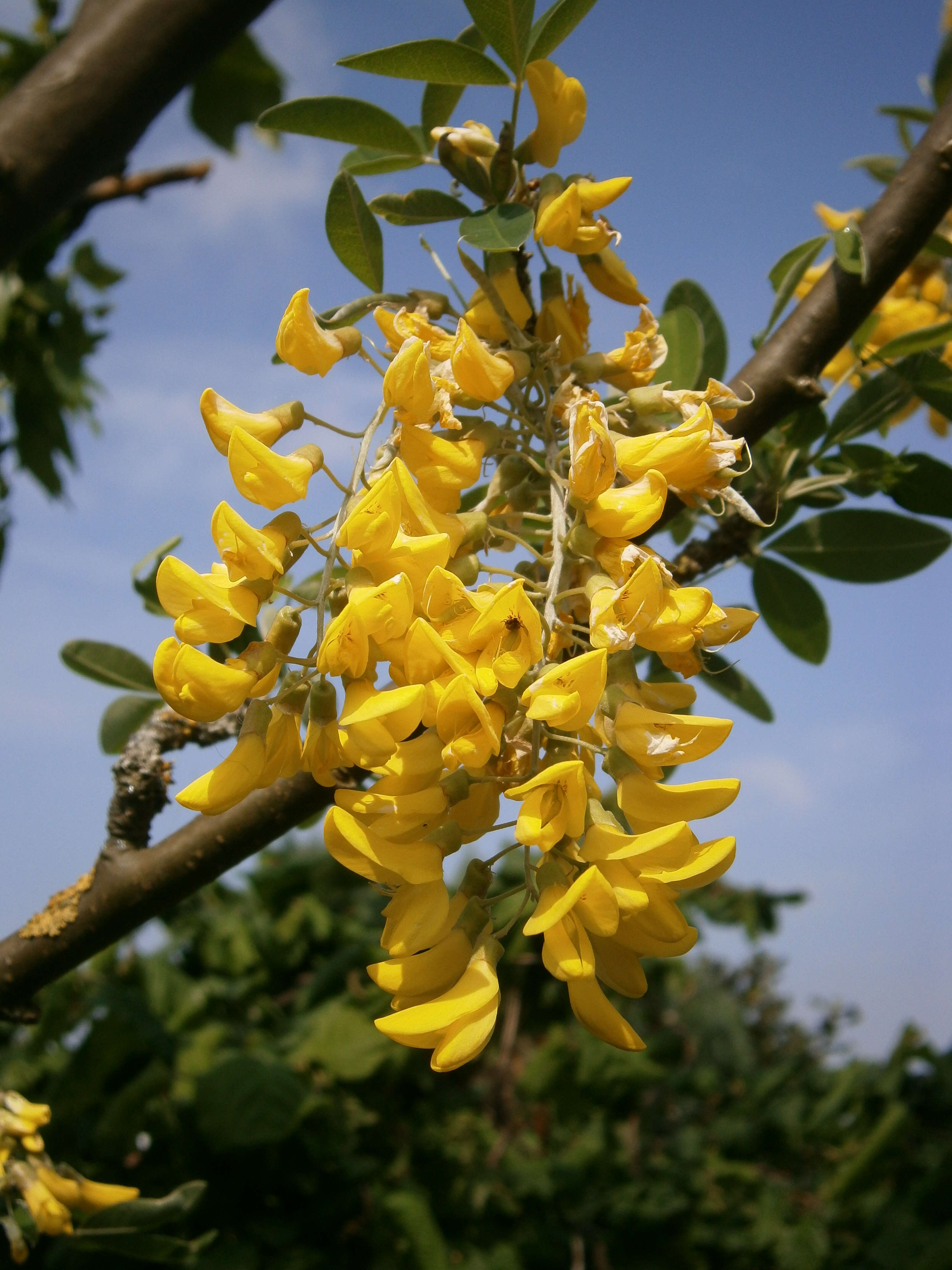 Image of Common Laburnum