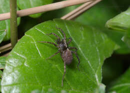 Image of Pardosa lugubris (Walckenaer 1802)