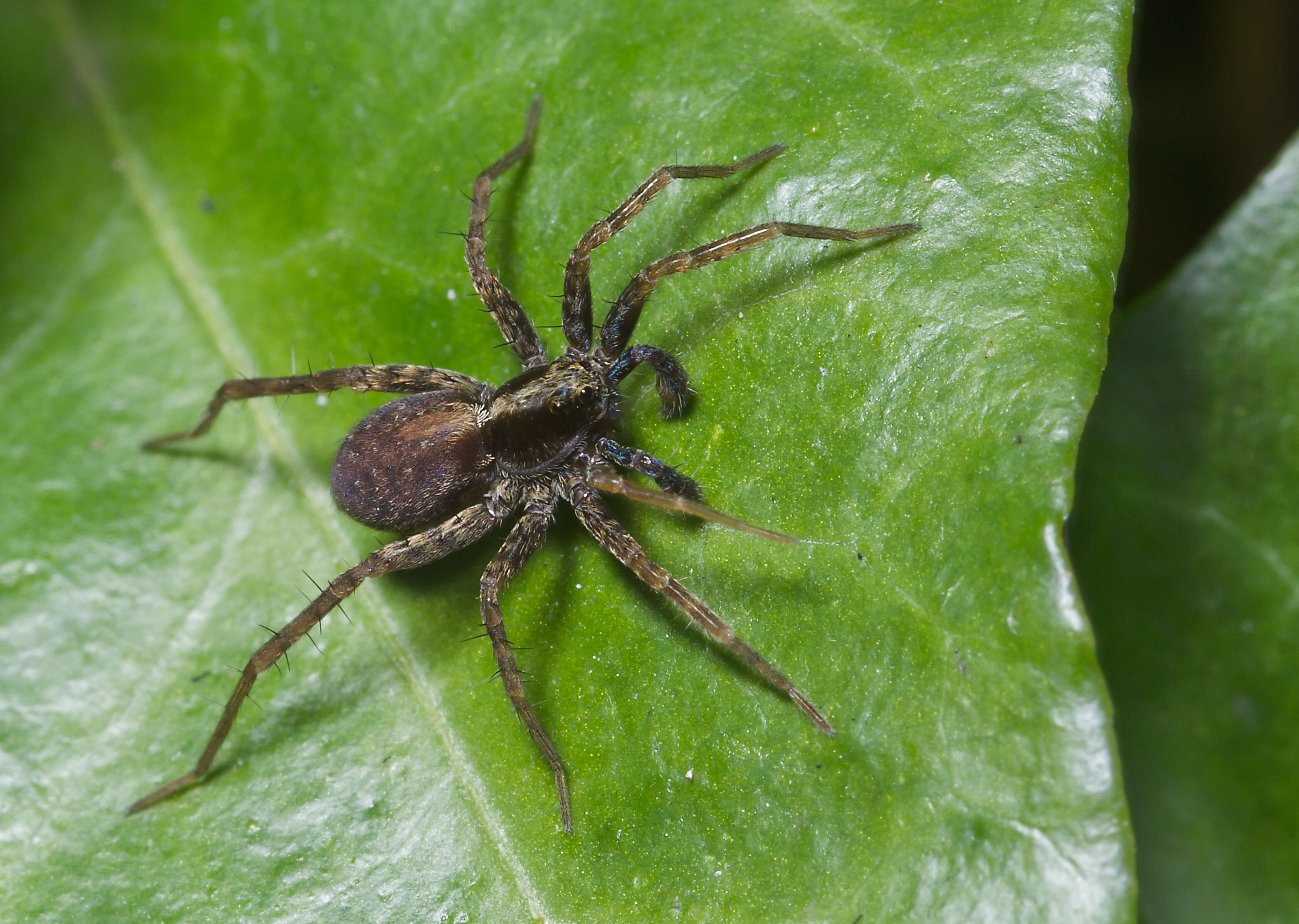 Image of Pardosa lugubris (Walckenaer 1802)