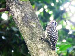 Image of Philippine Pygmy Woodpecker