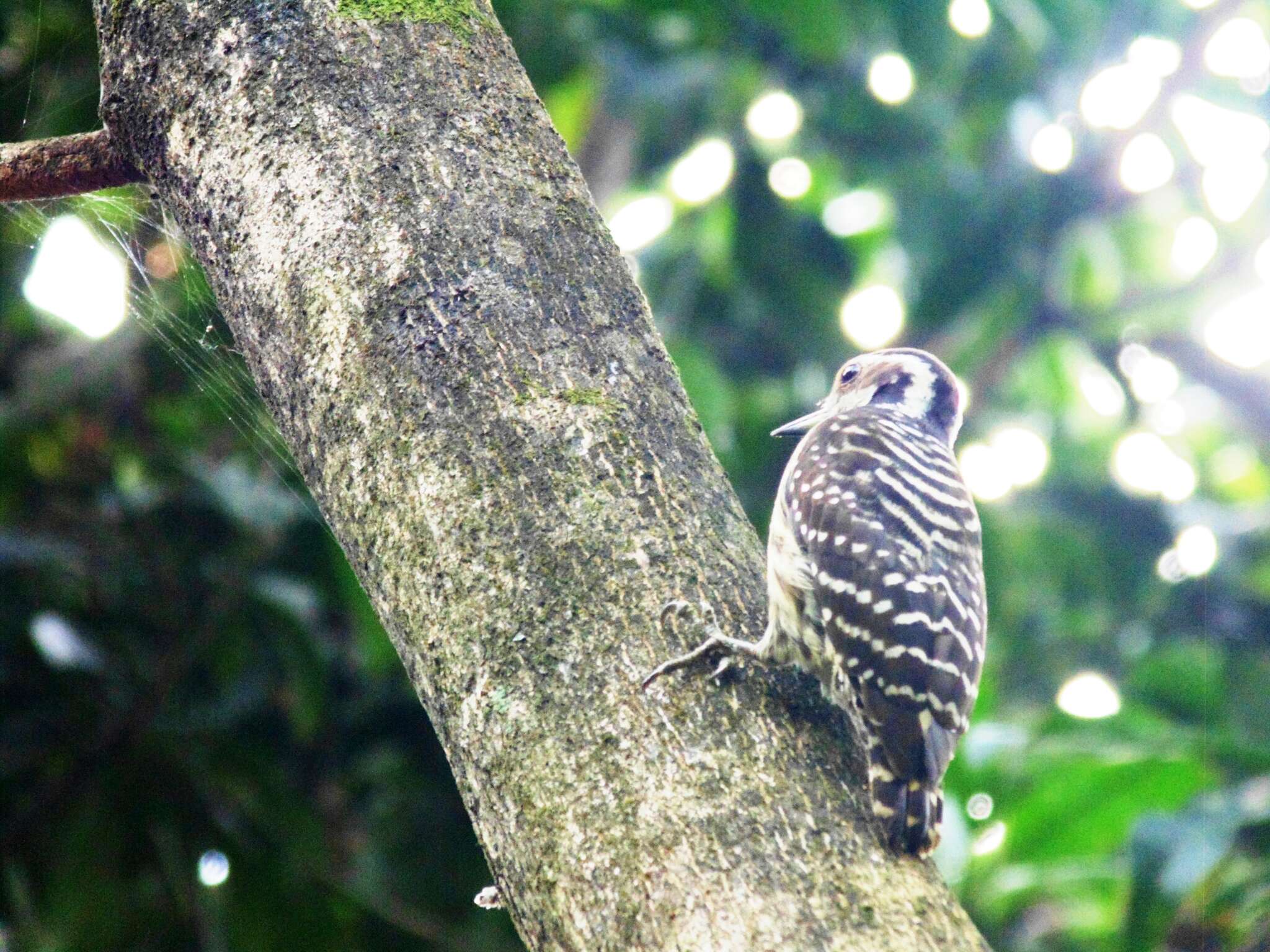Image of Philippine Pygmy Woodpecker