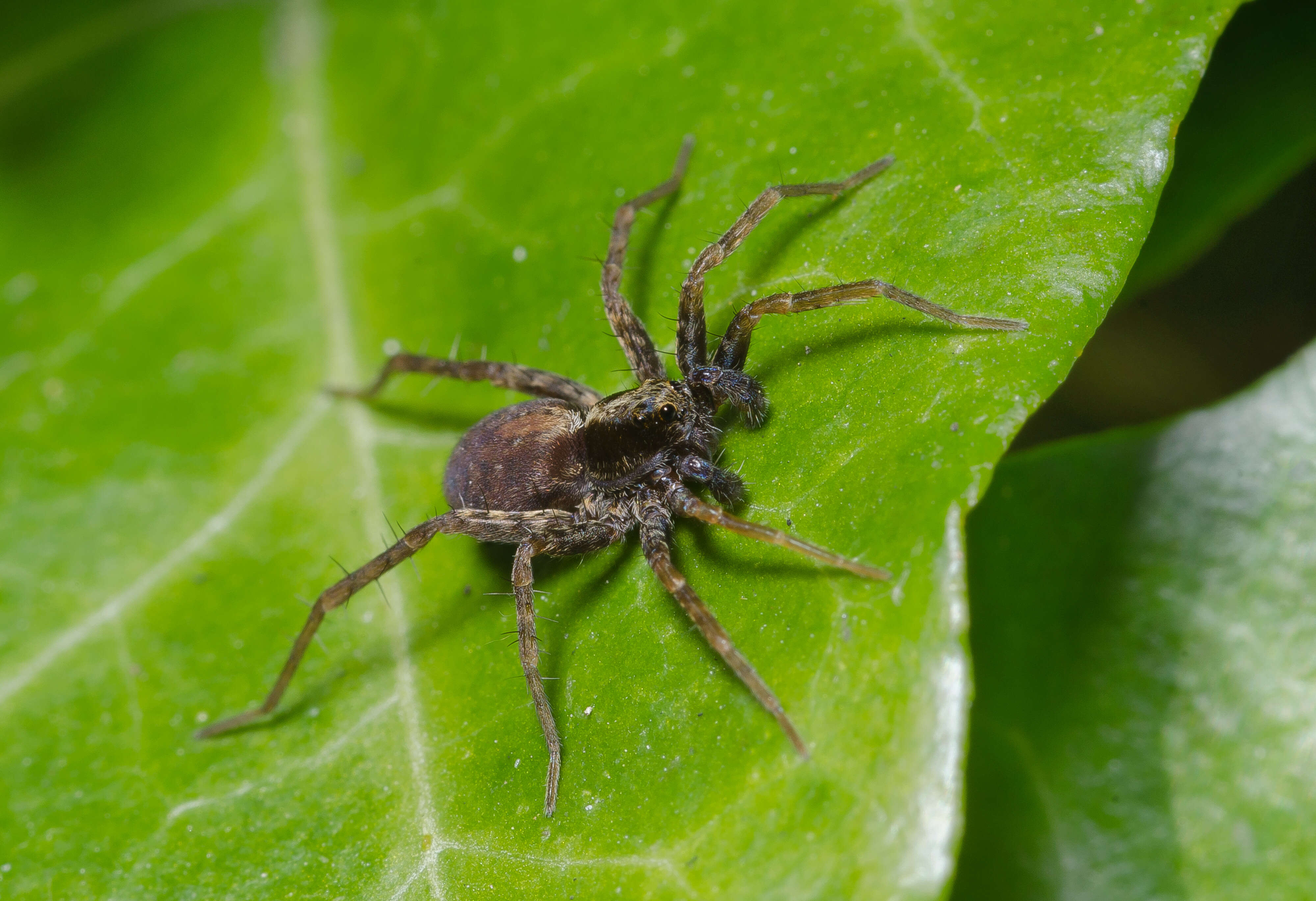 Image of Pardosa lugubris (Walckenaer 1802)